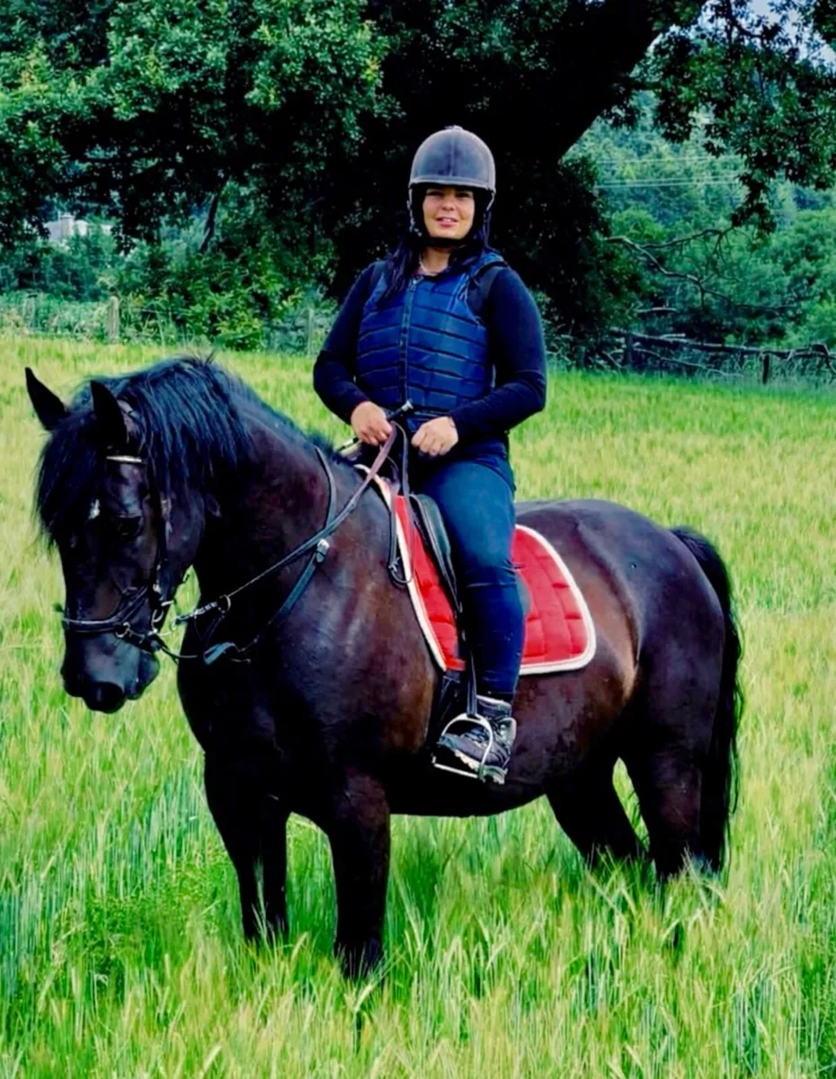 Livery-share 15.2 Connemara and 16.2 Irish Draught - Image 2