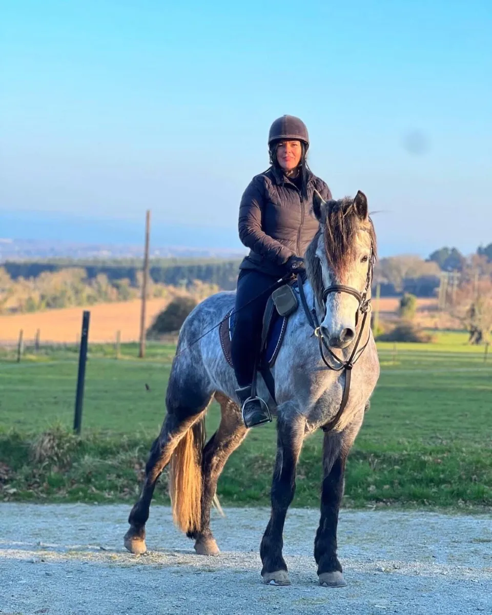 Livery-share 15.2 Connemara and 16.2 Irish Draught - Image 4