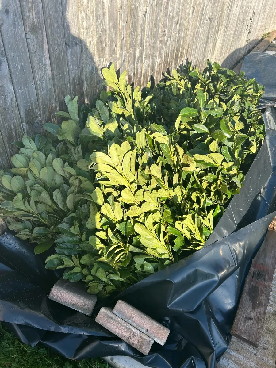 Laurel hedge - Image 1