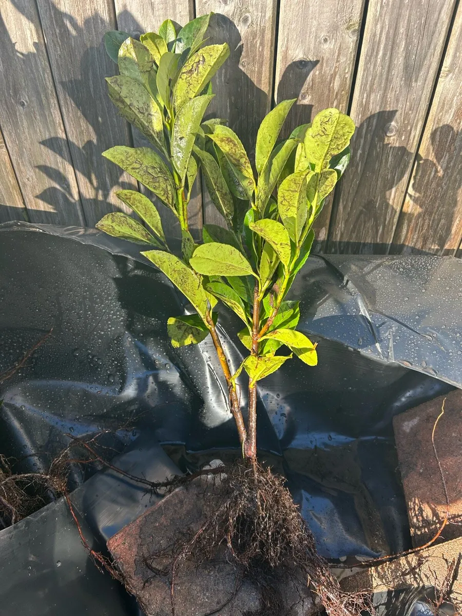 Laurel hedge - Image 2