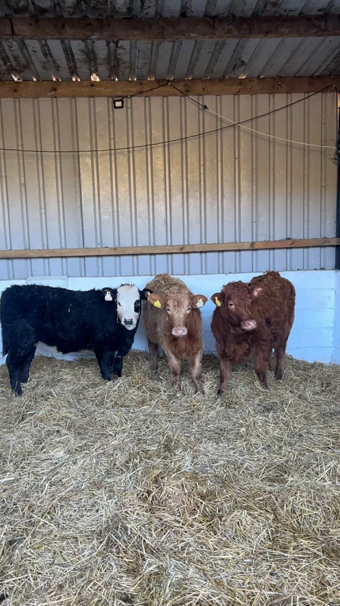 3 Limousin Heifers - Image 1