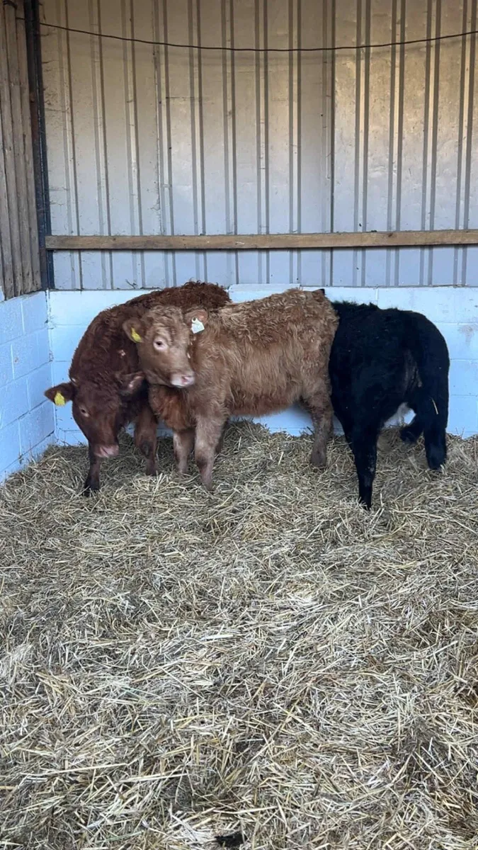 3 Limousin Heifers - Image 2