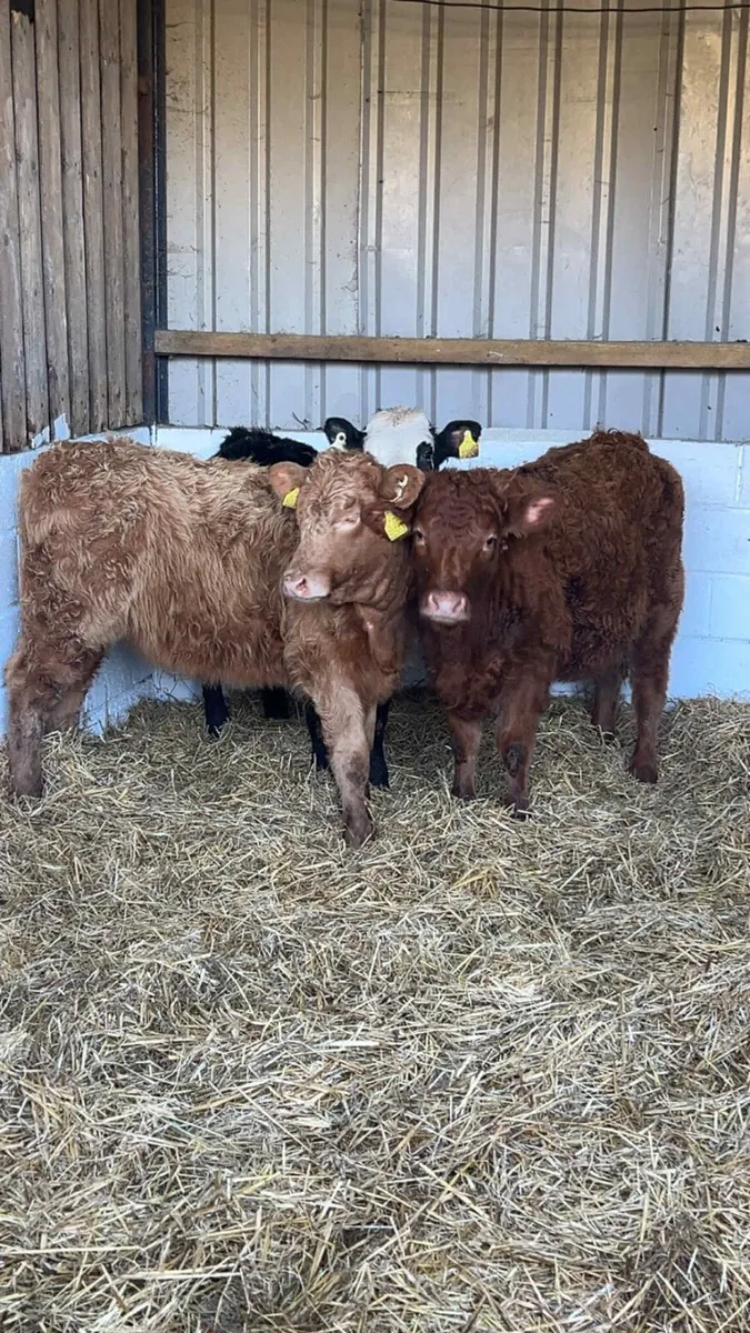 3 Limousin Heifers - Image 3
