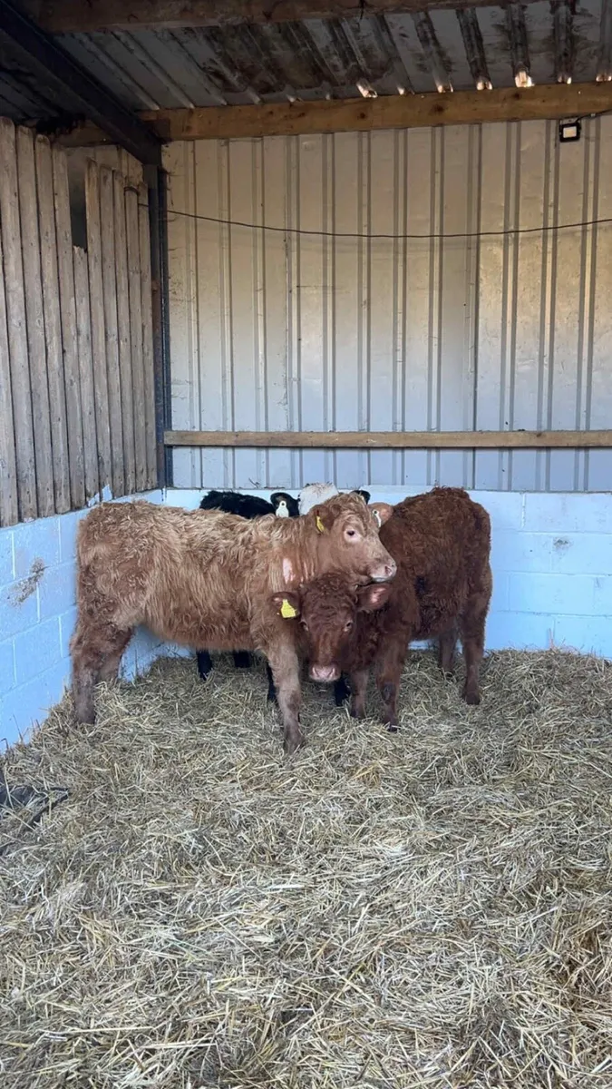 3 Limousin Heifers - Image 4