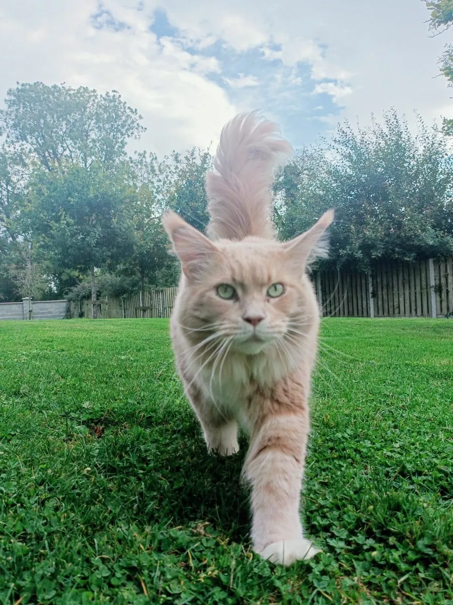 Maine Coon kitten - Image 1