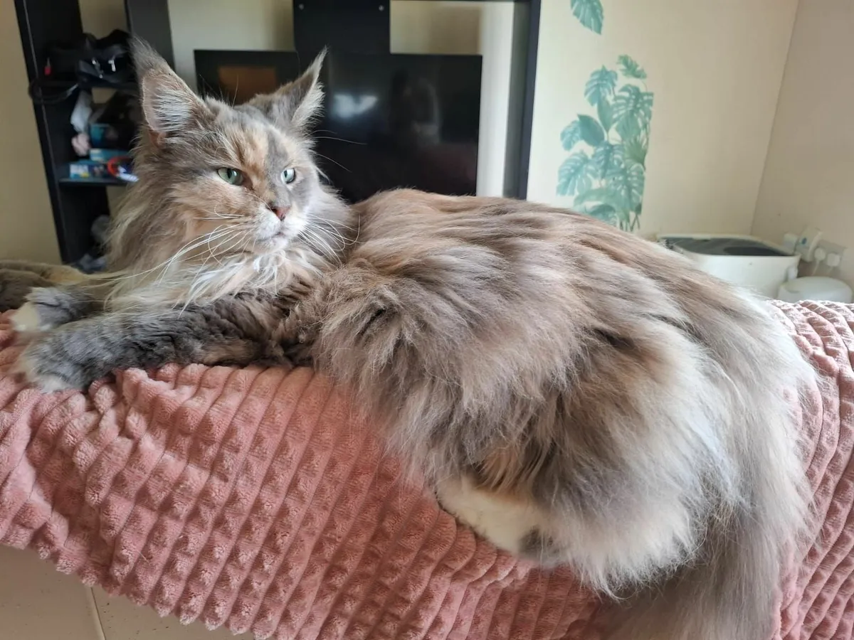 Maine Coon kitten - Image 2