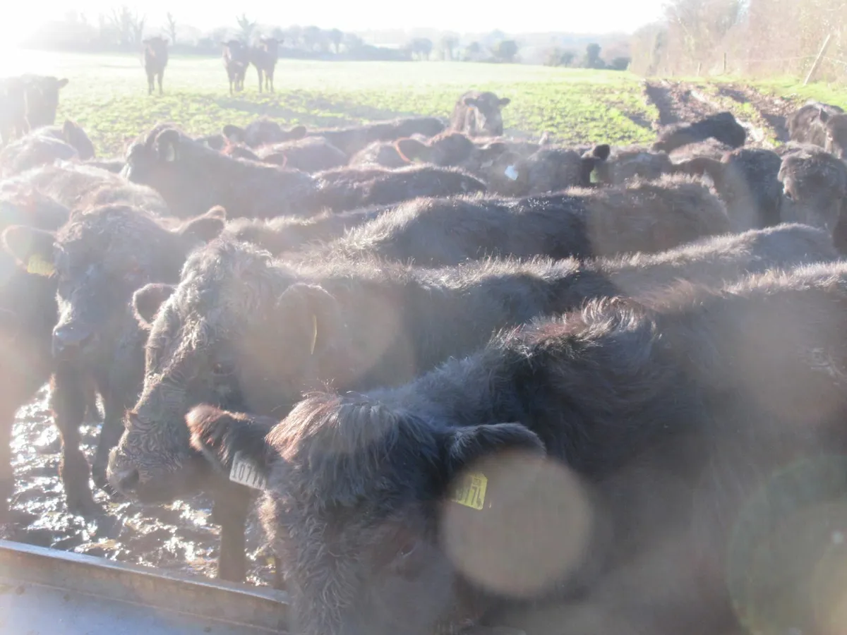40 aberdeen angus  bullocks out wintered - Image 1