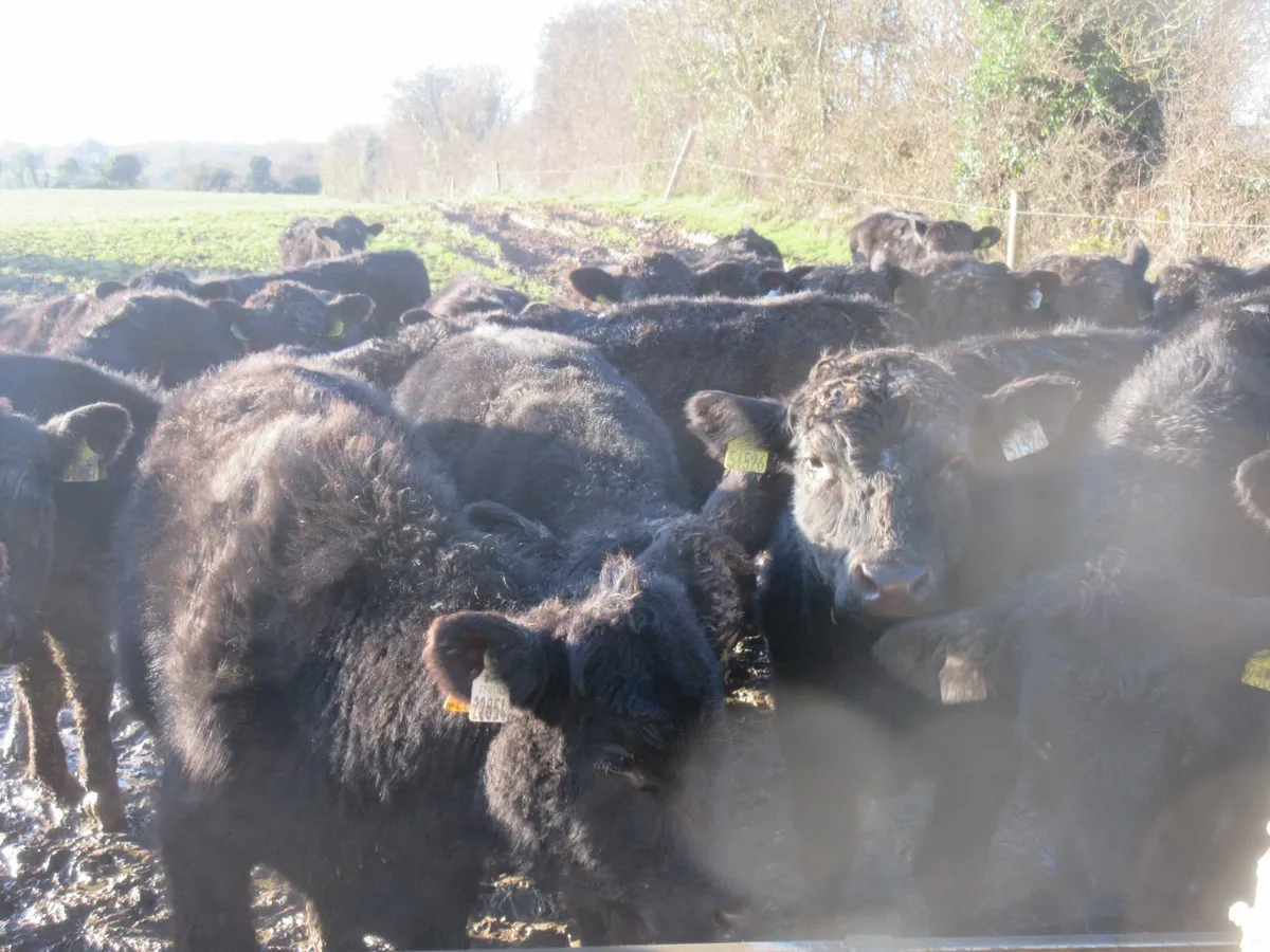 40 aberdeen angus  bullocks out wintered - Image 2