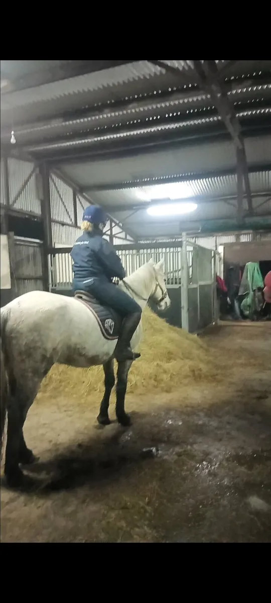 14.1 Connemara gelding - Image 3
