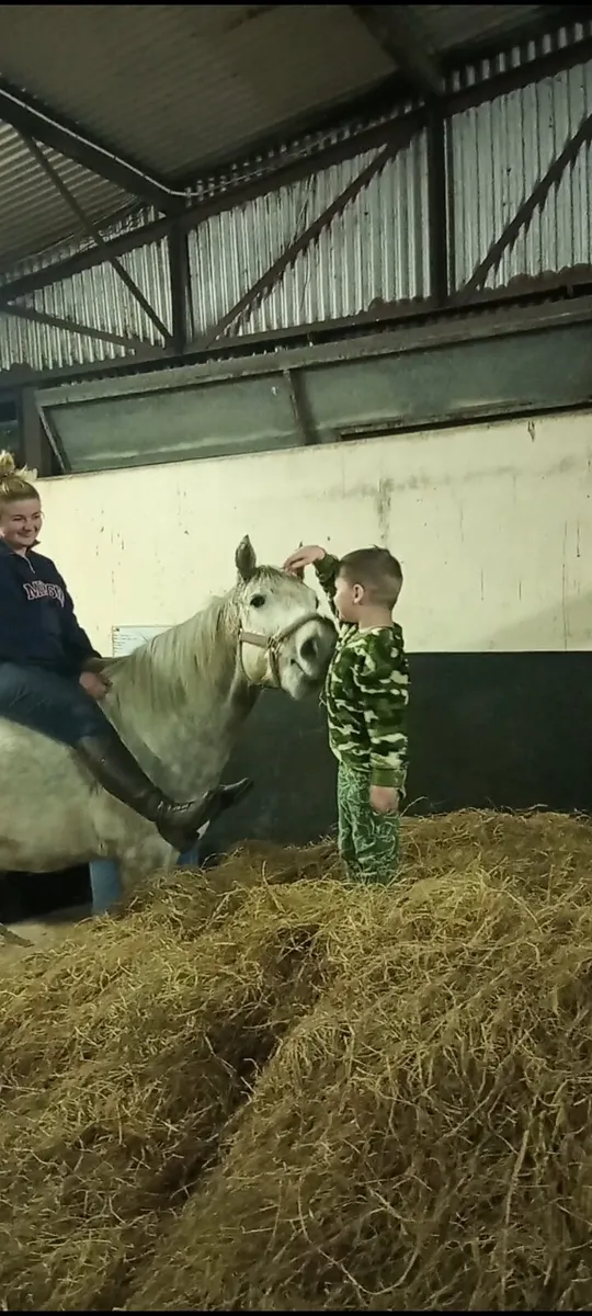 14.1 Connemara gelding - Image 4