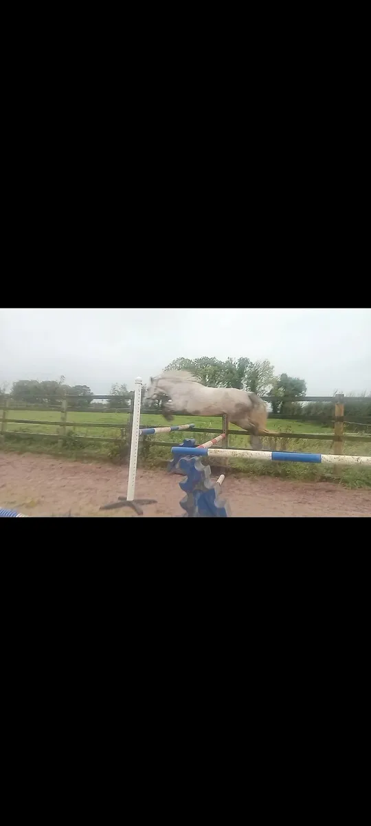 14.1 Connemara gelding - Image 1