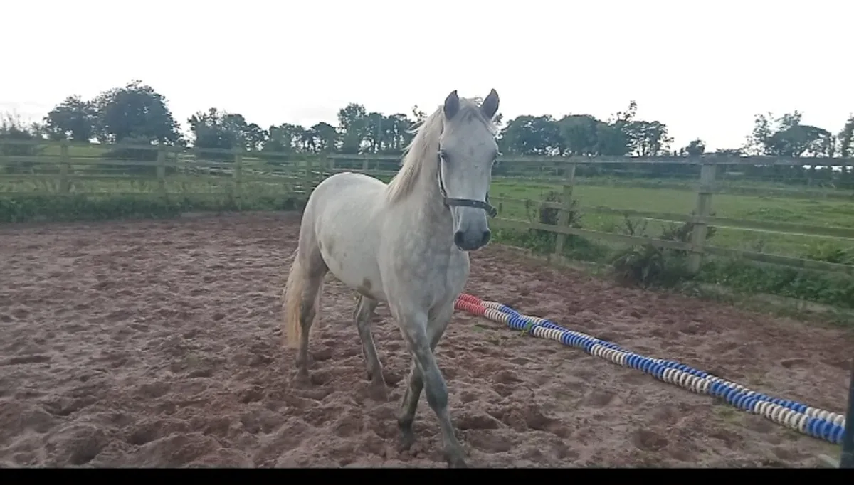 14.1 Connemara gelding - Image 2