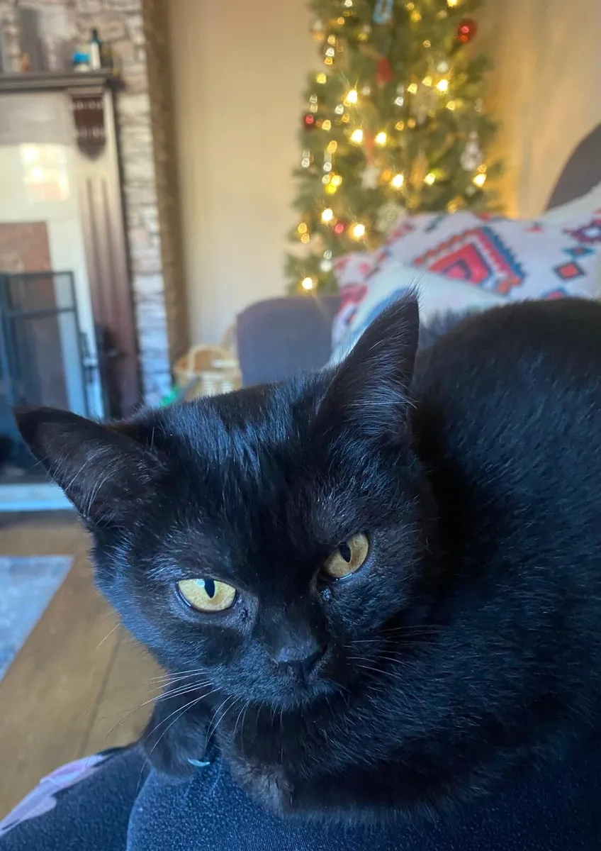 British Shorthair X Burmilla Kitten - Image 1