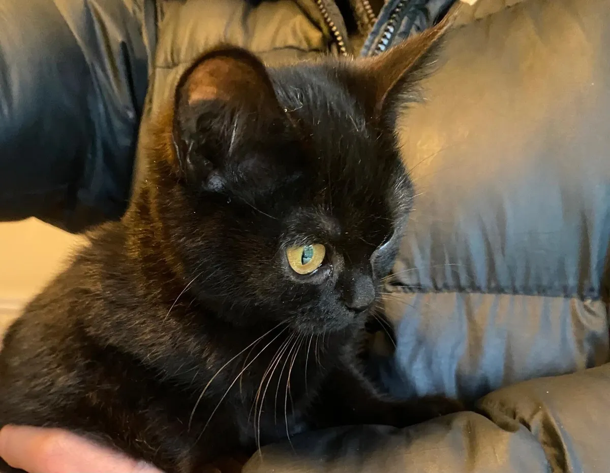 British Shorthair X Burmilla Kitten - Image 2