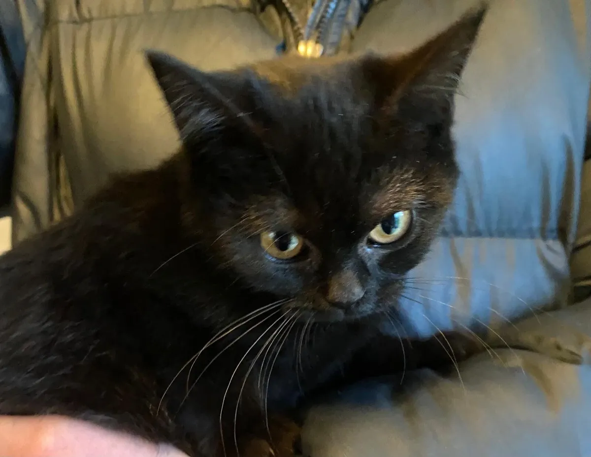 British Shorthair X Burmilla Kitten - Image 3