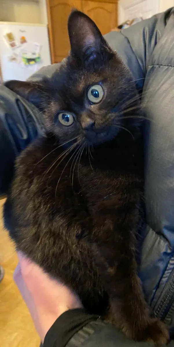 British Shorthair X Burmilla Kitten - Image 4