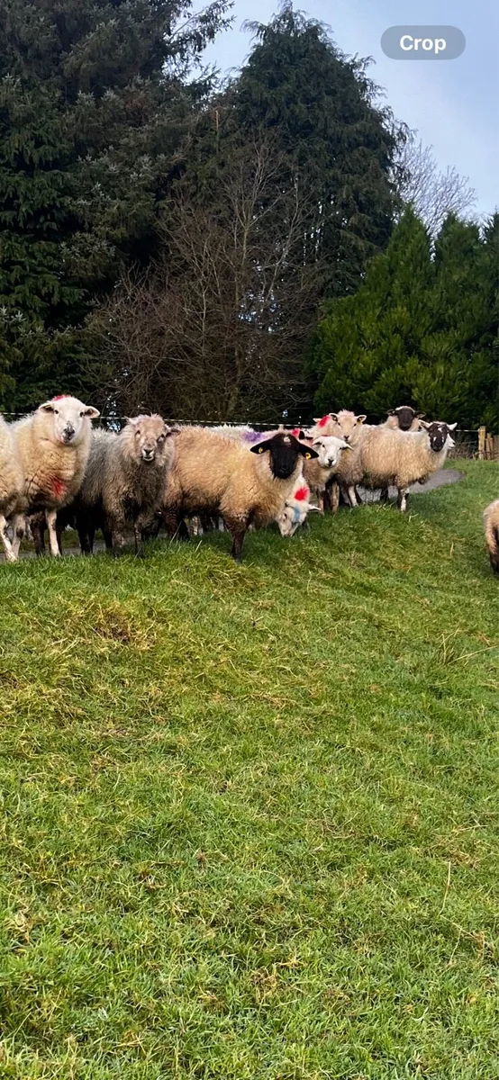 Ewe lambs - Image 1