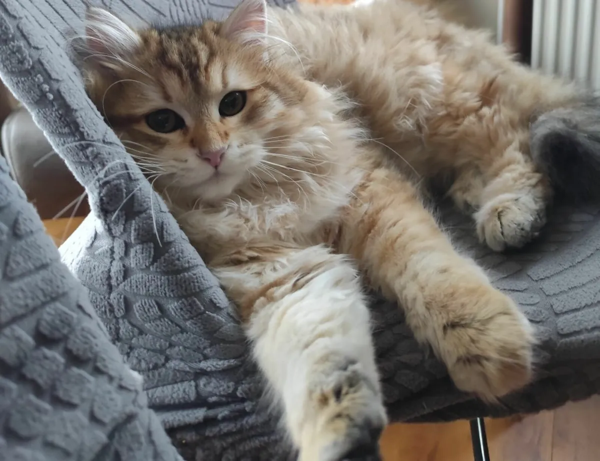 Siberian kitten - Image 1