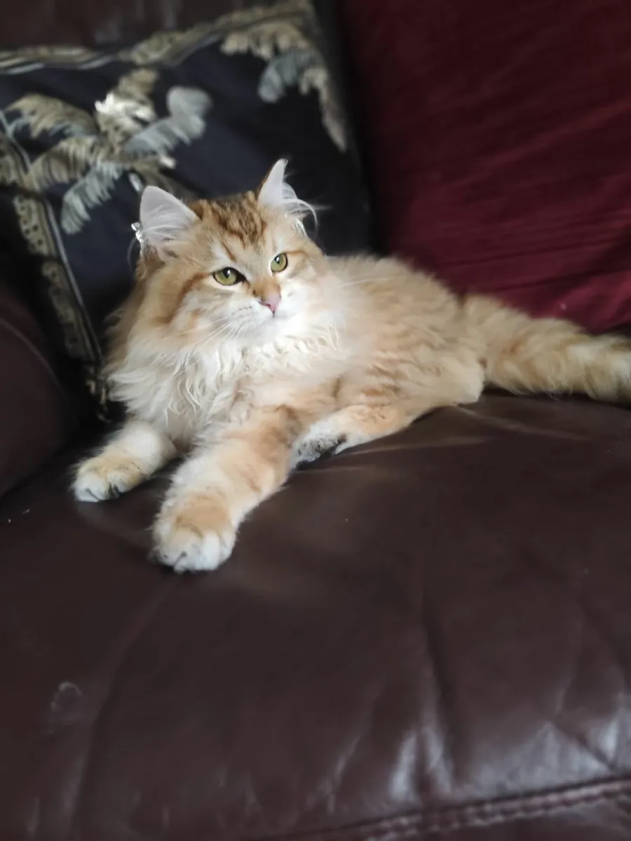 Siberian kitten - Image 2