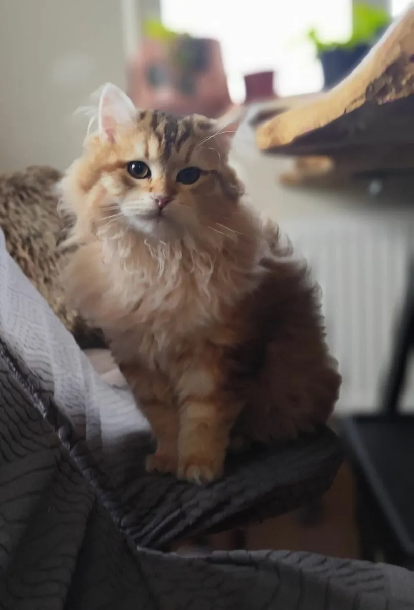 Siberian kitten - Image 3