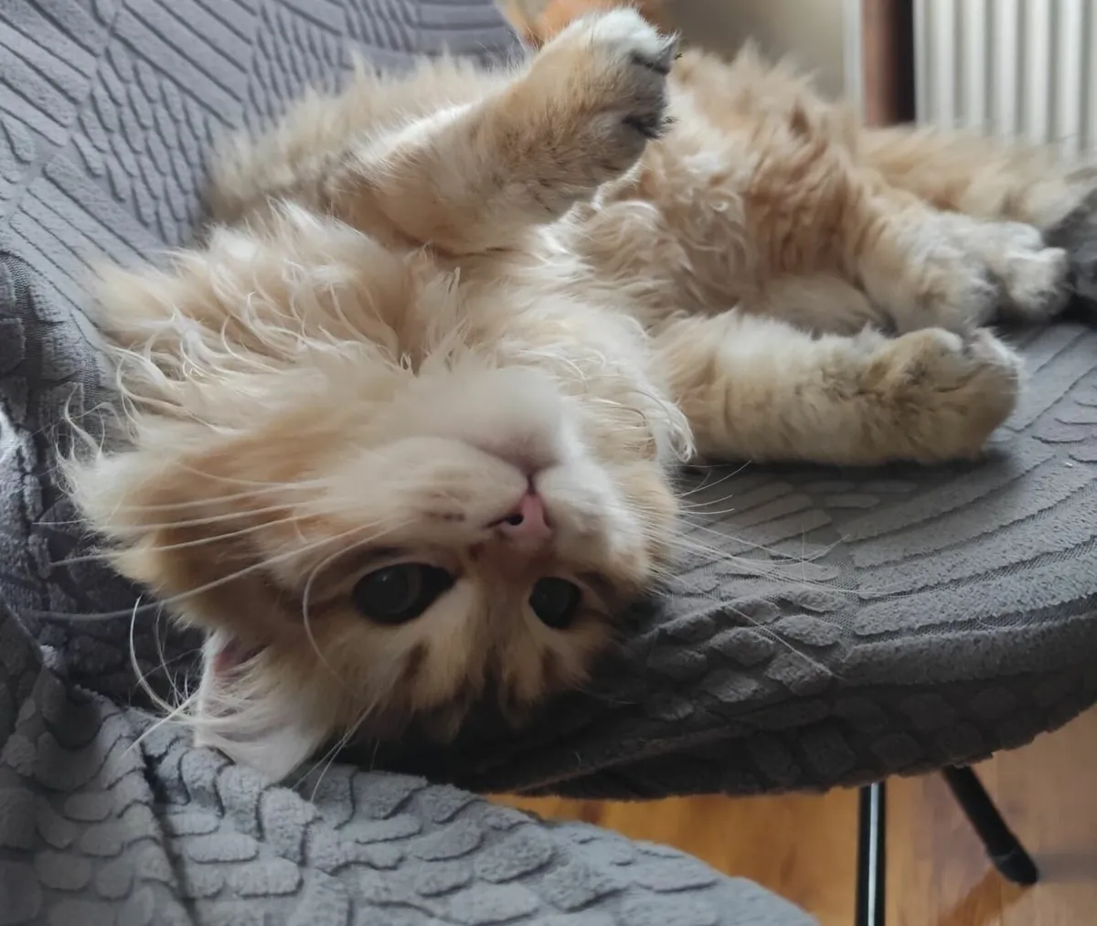 Siberian kitten - Image 4