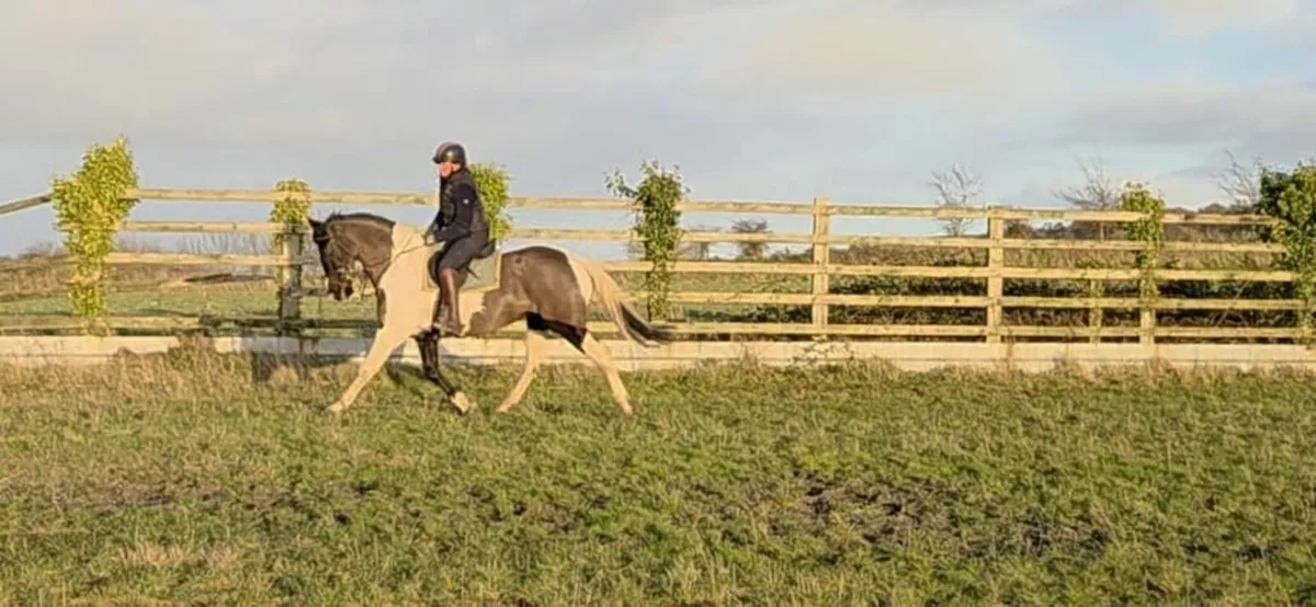 Lovely Pony Club/Riding Club allrounder - Image 1