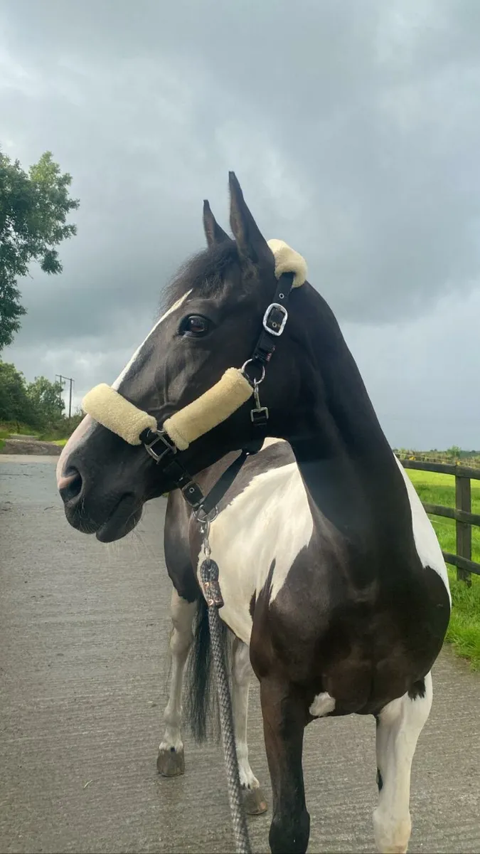 Lovely Pony Club/Riding Club allrounder - Image 4