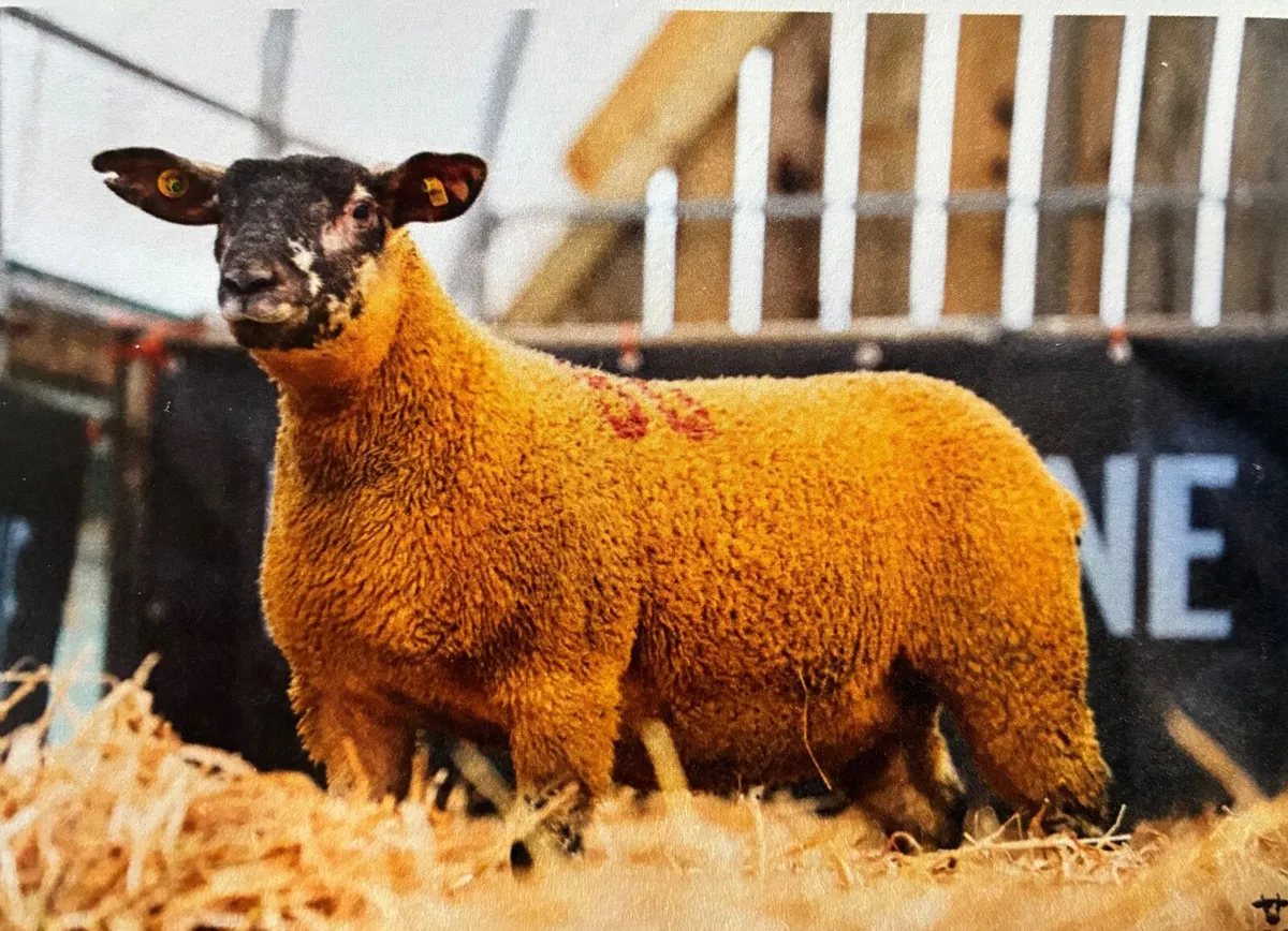 Charity Lot- Carrick Xmas Belles on Monday - Image 3