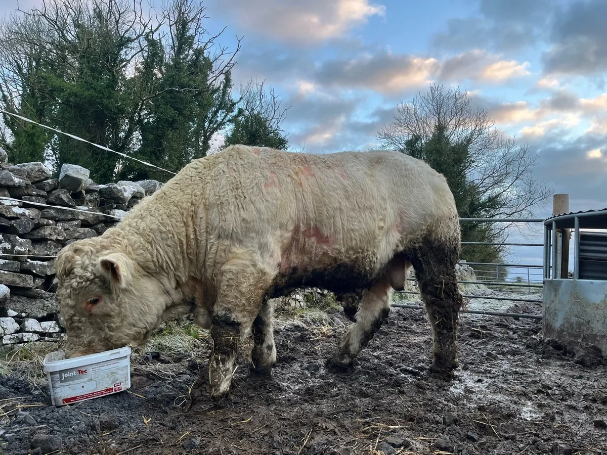 PB 5🌟 CH BULL - Image 1