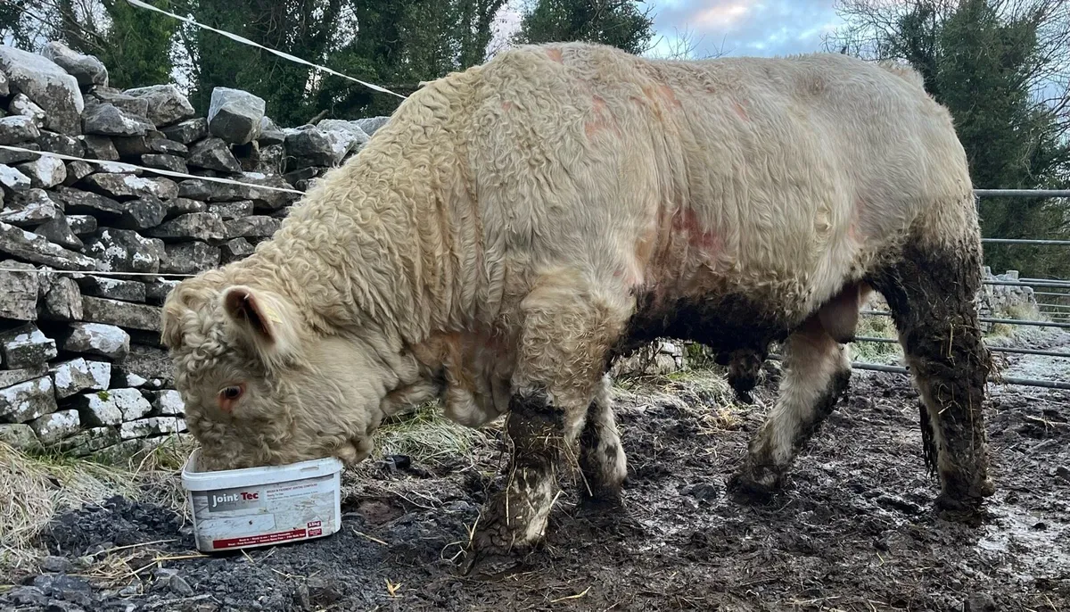 PB 5🌟 CH BULL - Image 2