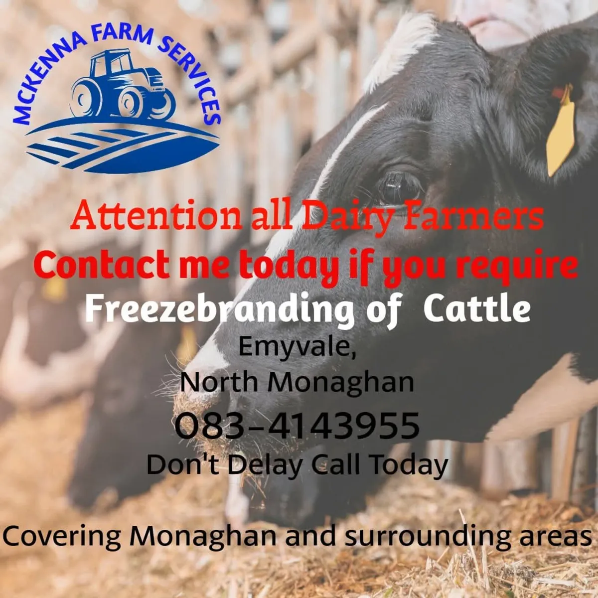 Freeze Branding of cattle