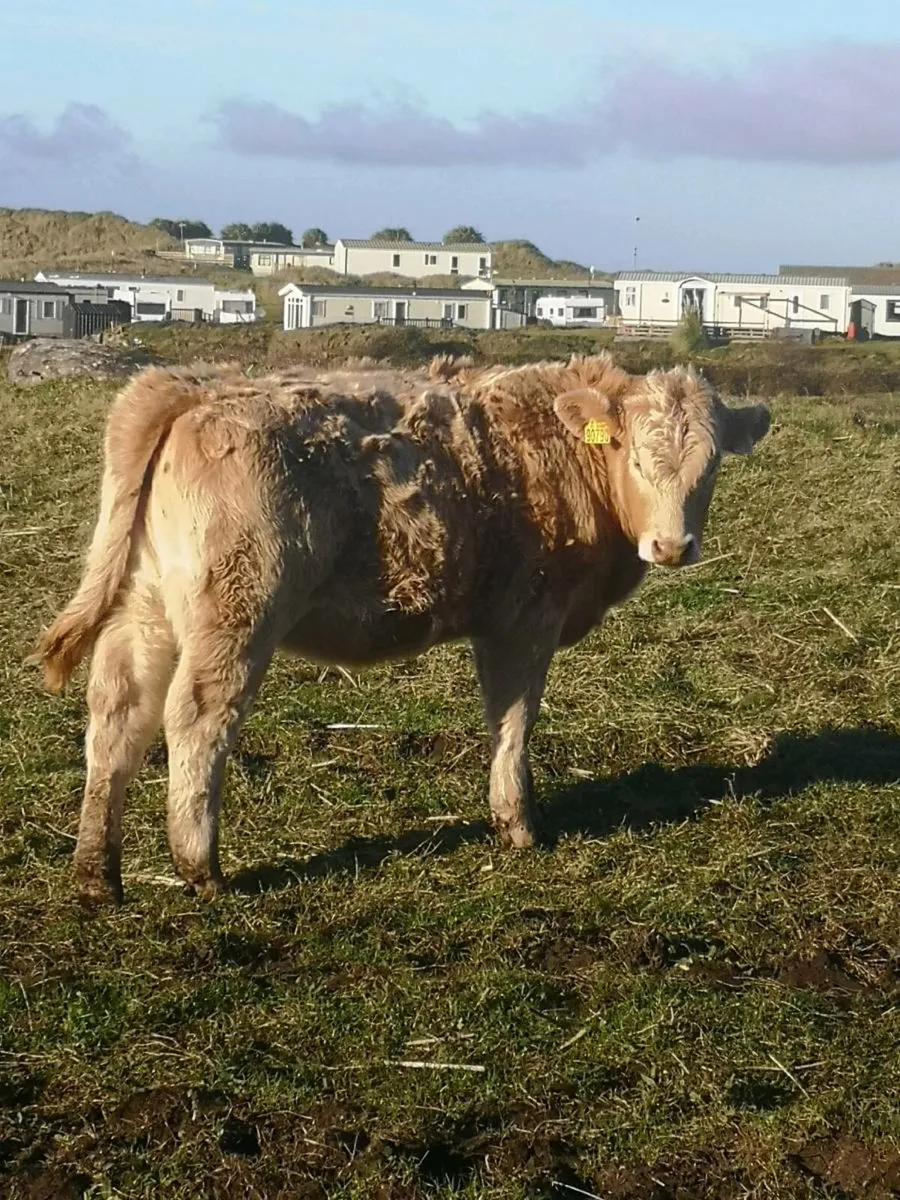 Charl heifer - Image 1