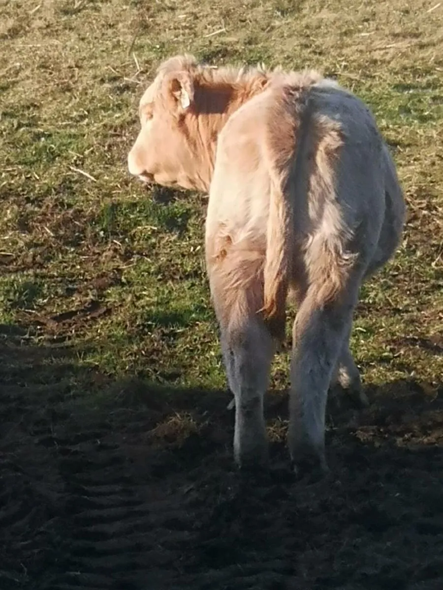 Charl heifer - Image 2