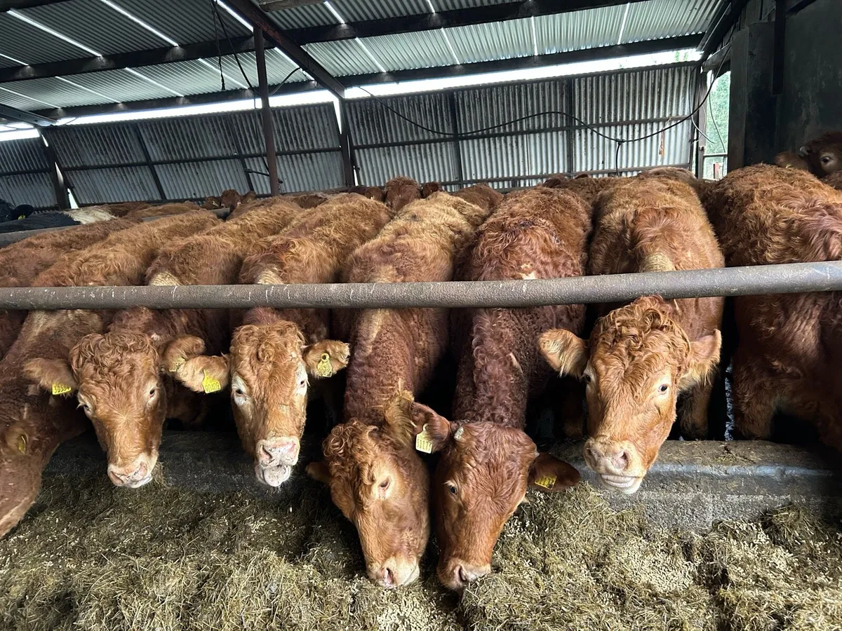 16 RED LIMOUSIN  HEIFERS - Image 1