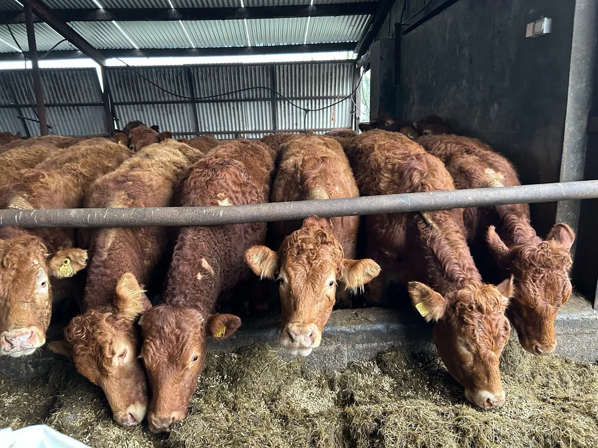 16 RED LIMOUSIN  HEIFERS - Image 2