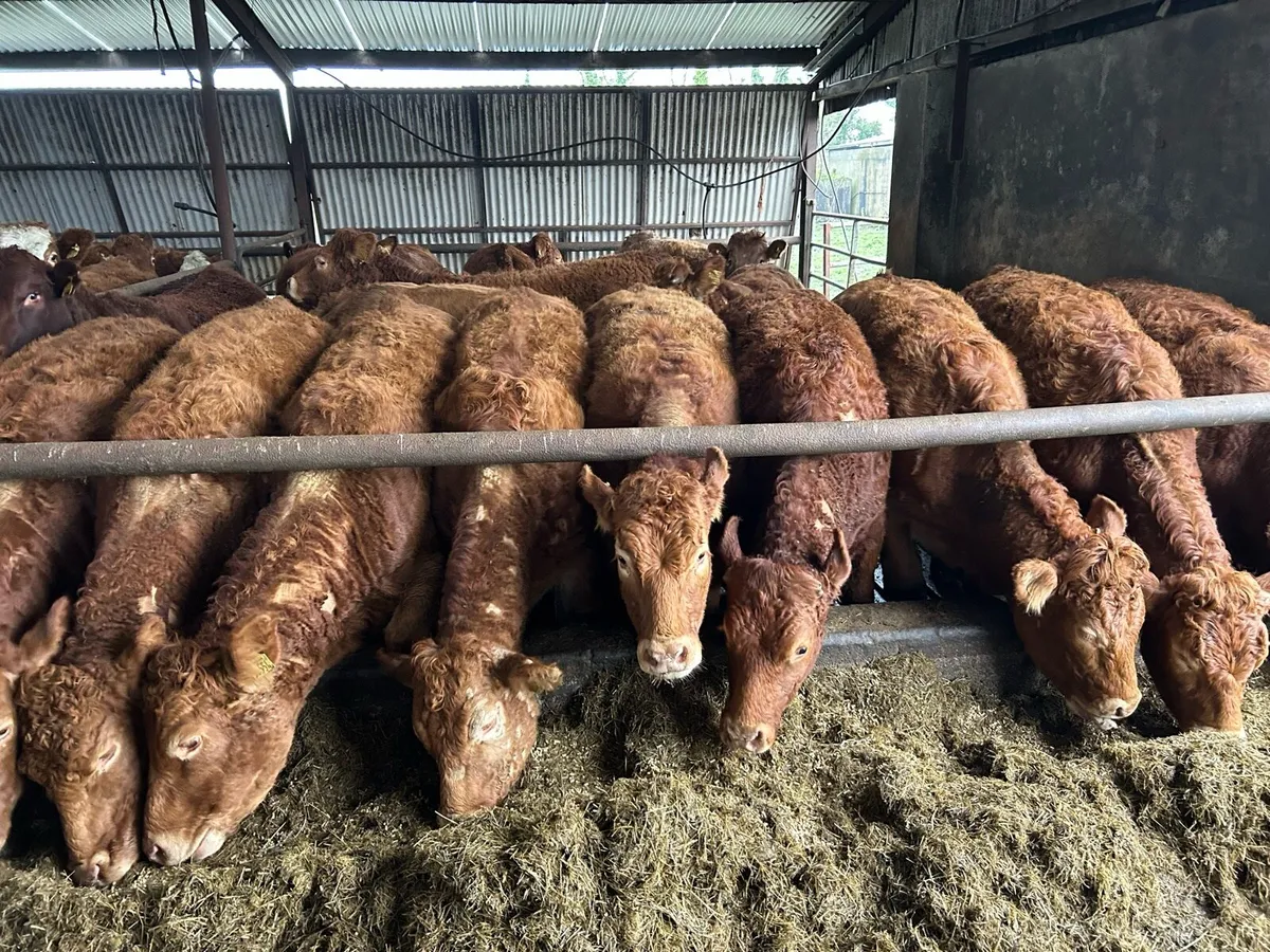 16 RED LIMOUSIN  HEIFERS - Image 3