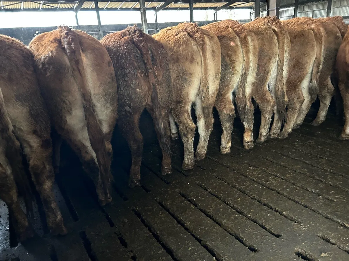 16 RED LIMOUSIN  HEIFERS - Image 4