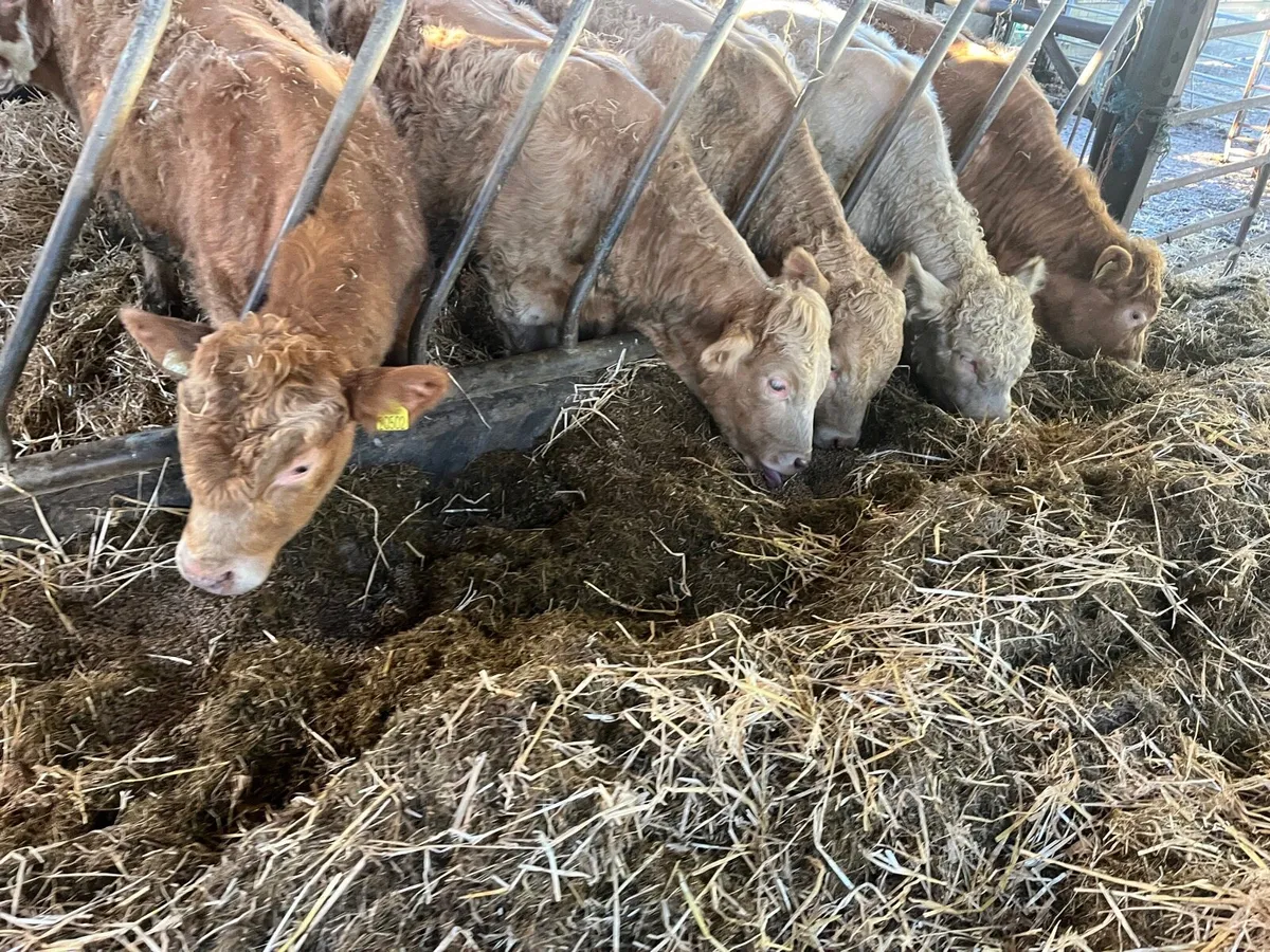 Weanling Bulls - Image 1