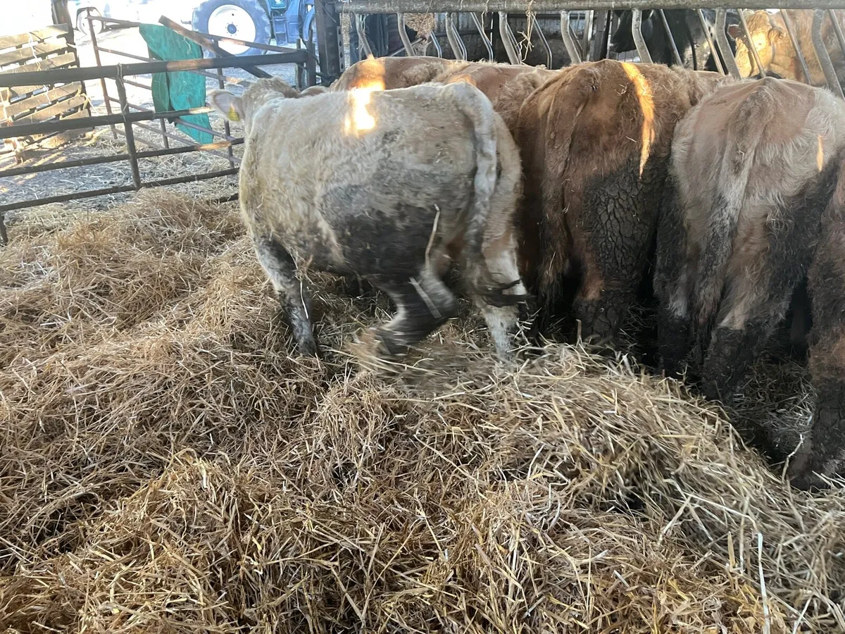 Weanling Bulls - Image 2