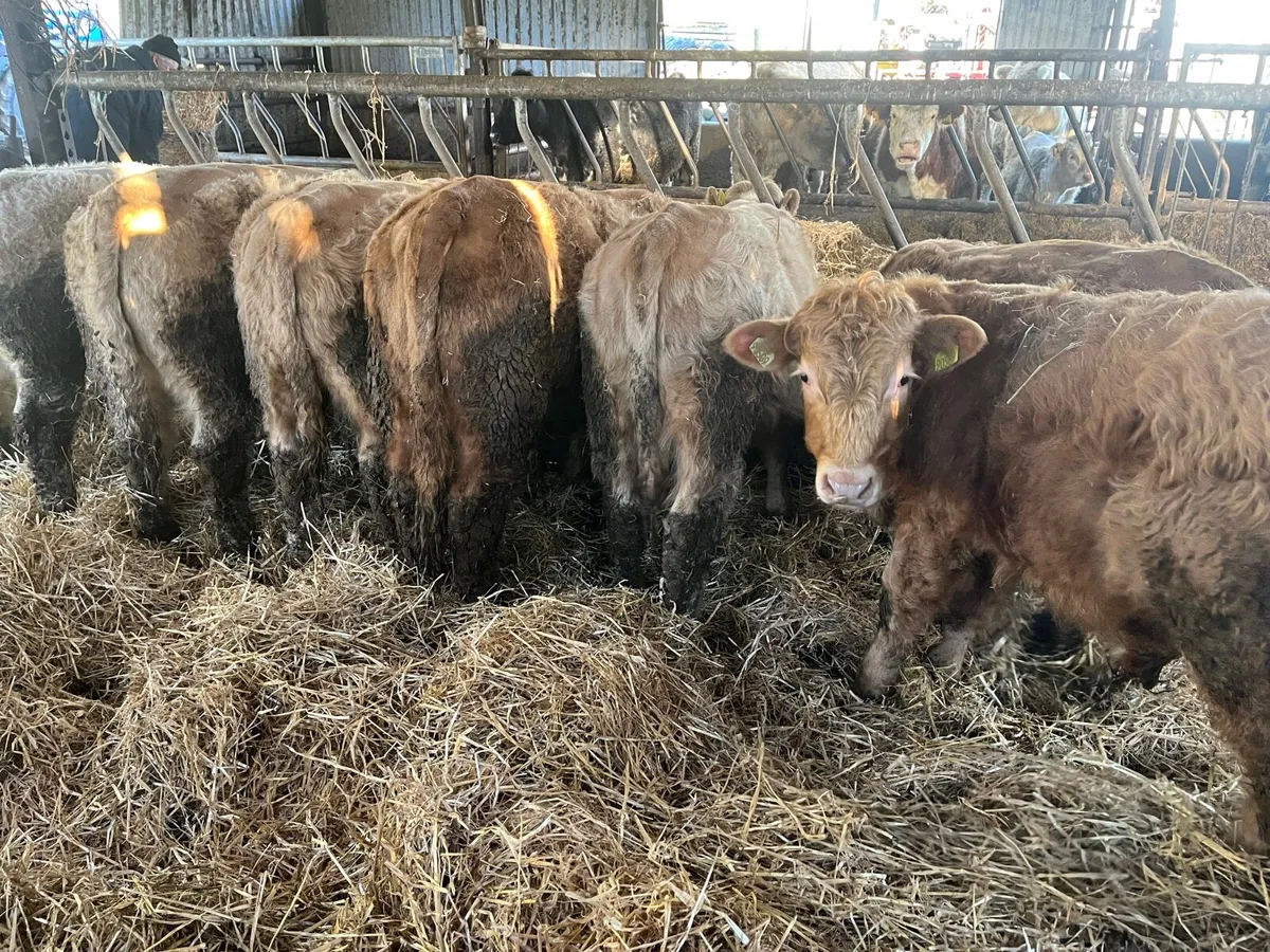 Weanling Bulls - Image 3