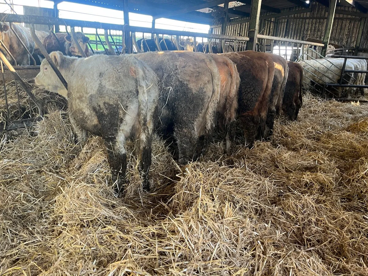 Weanling Bulls - Image 4