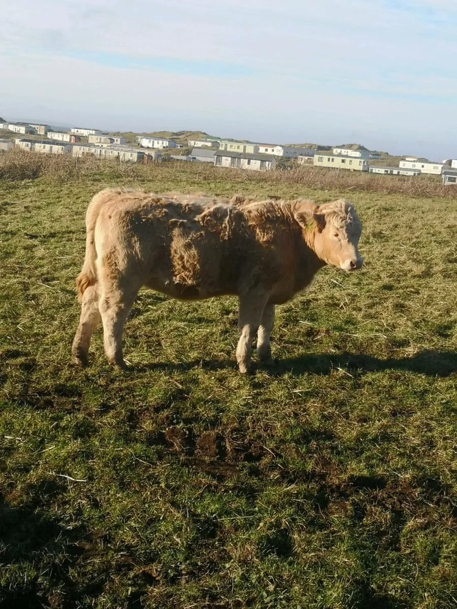 Charl heifer - Image 3