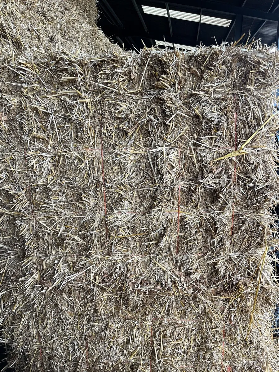 Small square bales in 14 bale packs - Image 2