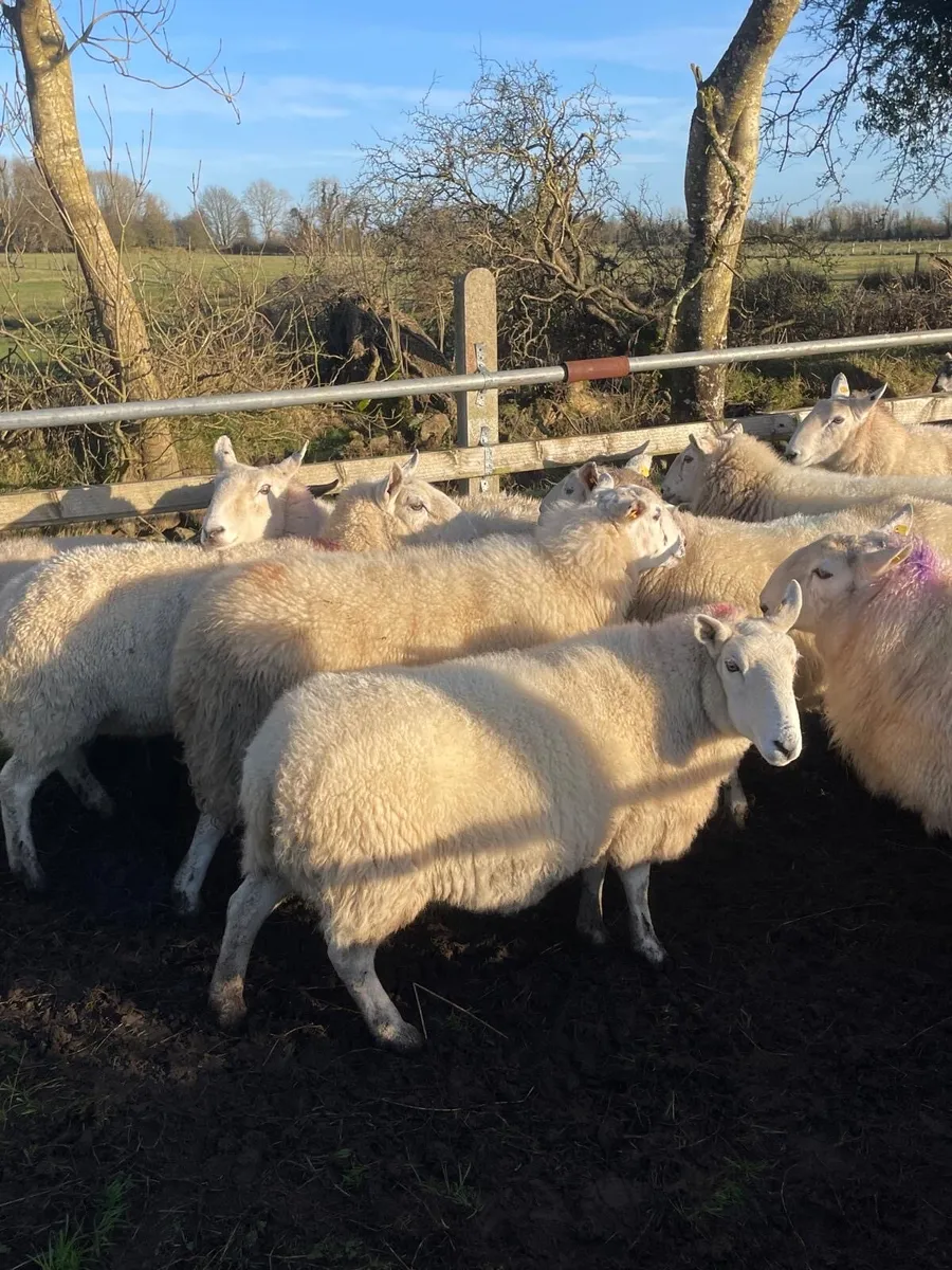 💥12 Cheviot inlamb ewes 💥 - Image 1