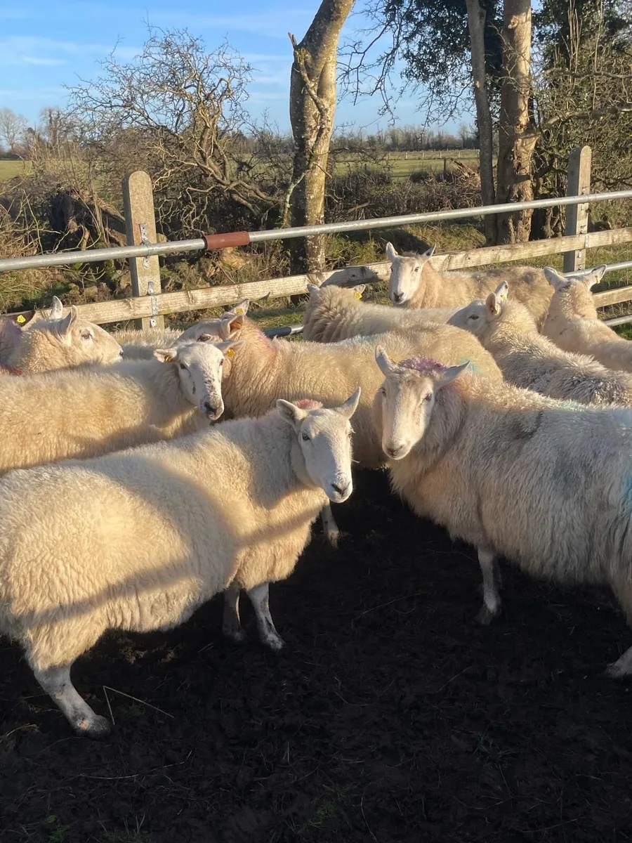 💥12 Cheviot inlamb ewes 💥 - Image 2