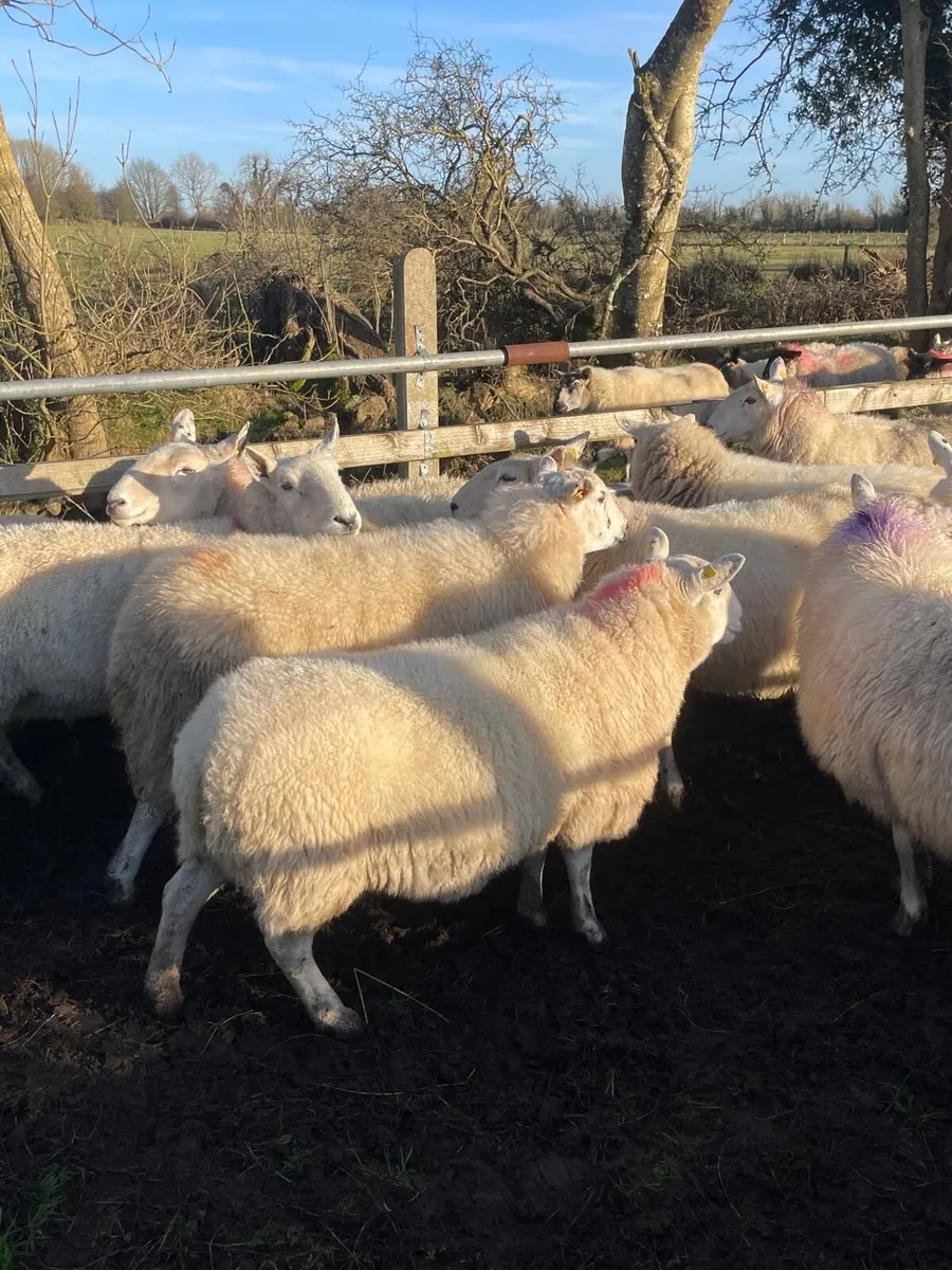 💥12 Cheviot inlamb ewes 💥 - Image 3