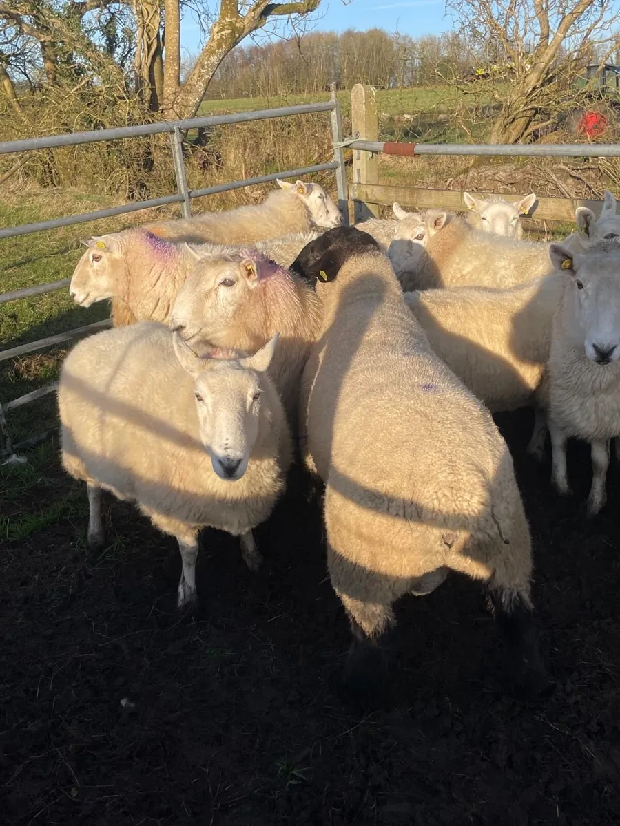 💥12 Cheviot inlamb ewes 💥 - Image 4