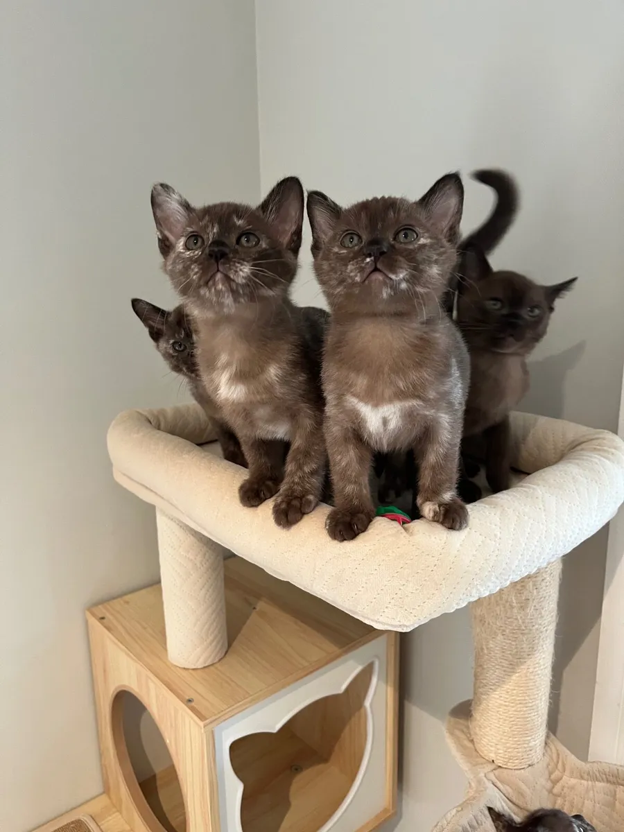 🐾 Beautiful Burmese Kittens 🐾 - Image 2