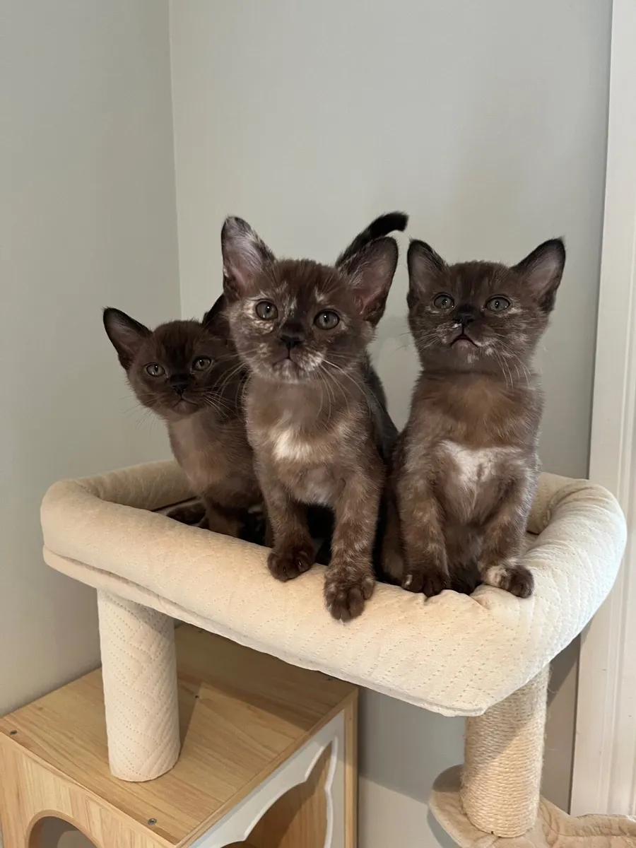 🐾 Beautiful Burmese Kittens 🐾 - Image 3