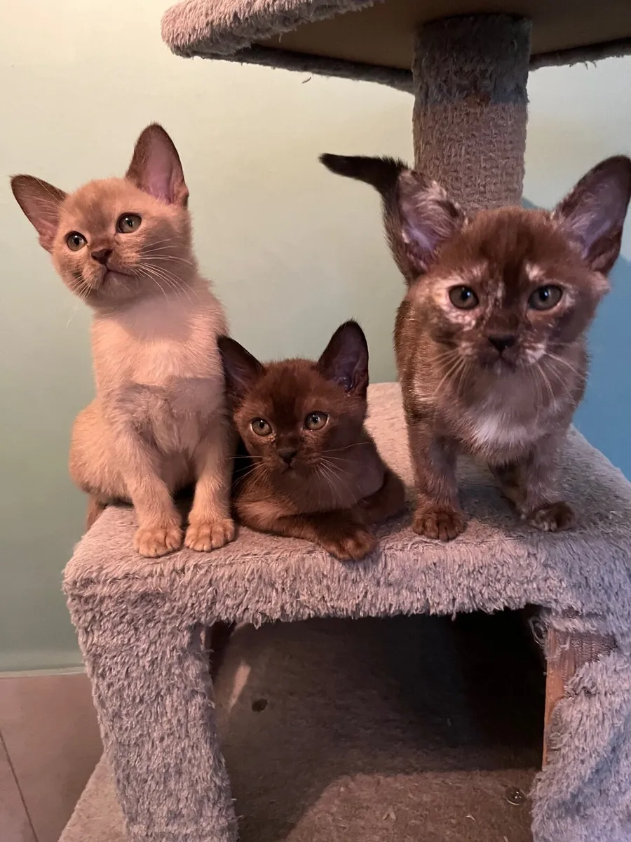 🐾 Beautiful Burmese Kittens 🐾 - Image 4